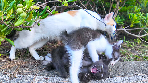 Kittens playing around their calico cat mother