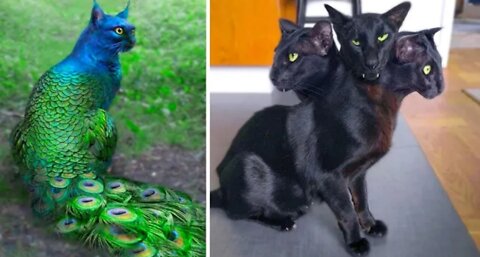15 Strange Cats Appearance That Actually Exist In This World