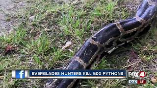 Hunters have killed 500 pythons