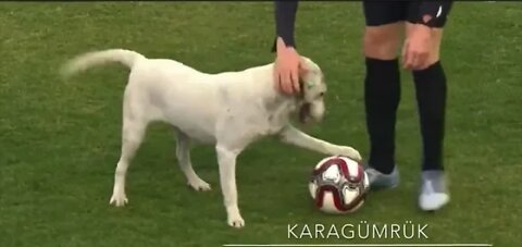 Canine interruption: How a dog brought a football match to a halt