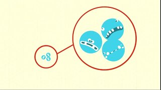 The Basis Of Molecules(Electrons)