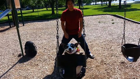 Swing Loving Chihuahua