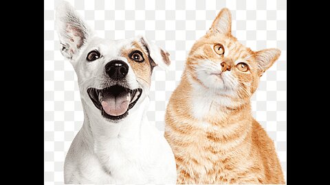 1 Hour Trending Funny Animals 😹 Funniest Cats and Dogs 😸🐶