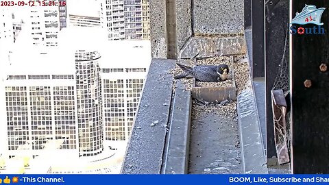 Live Peregrine Falcon Watch. Waiting For The Eggs To Hatch. North Facing. 12/09/2023.