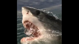 Great White Shark 🦈