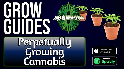 Perpetually Growing Cannabis | Grow Guides Episode 38
