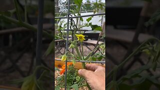 Pollinate your tomatoes flowers… drum roll please.