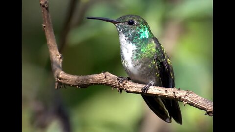 canto beija flor de banda branca