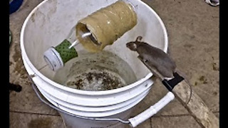 OMG! Best Mouse Trap Ever (So Simple) | You Must Try!