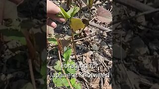 Foraging for Japanese Knotweed ~ Self Reliance Skill