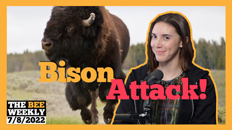 The Bee Weekly: Top Ten Comedy Shows and Bison Attack!