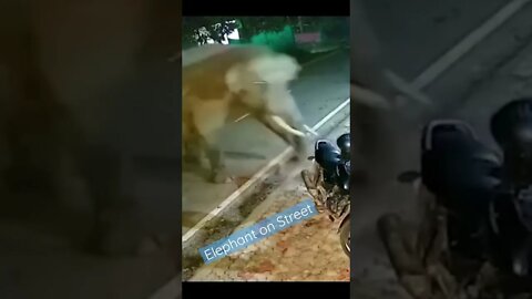 Elephant on Street. Dangerous #elephantattack #elephantvideos #short #shorts #shortfeed