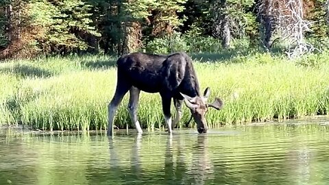 Awesome Moose Sighting Grand Teton National Park Jackson Wyoming & Zippy Blue Heeler Strikes GOLD!!!