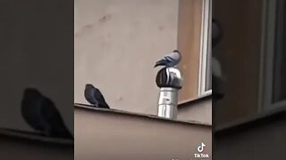 Funny Pigeon Spinning Around #Funny #Pigeon