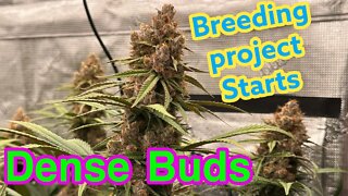 Groeing dense buds - breeding project