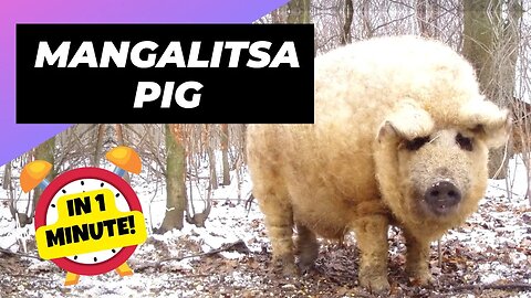 Mangalitsa Pig - In 1 Minute! 🐷 One Unique Animal You Have Never Seen | 1 Minute Animals