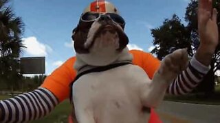 Sweets, the bulldog biker!