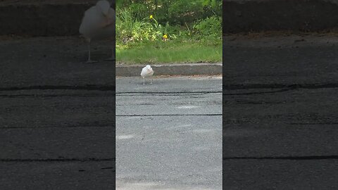 #shorts Hungry Seagull