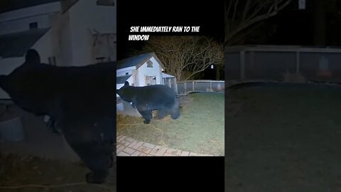Black Bear Messed With the Wrong Chicken Coop
