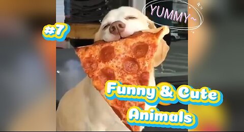 Keep a dog🐶, you'll be HAPPY🤣😍😘 - Funny Dog Videos #7