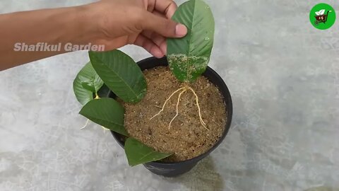 How to grow guava trees from guava leaves