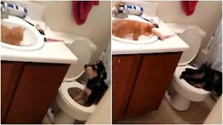 Cane e gatto si divertono... nel bagno!
