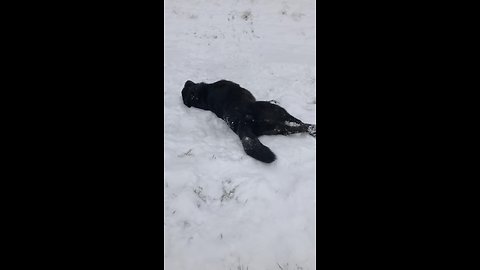 Snow-loving dog slides down hill on her side