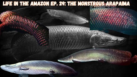 Life in the Amazon Ep. 29: The MONSTROUS Arapamia