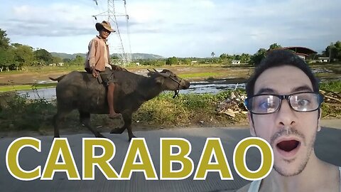We go in The Rice Field and we See The Carabao,Sugar Can and Cacaco Fruit in Philippines