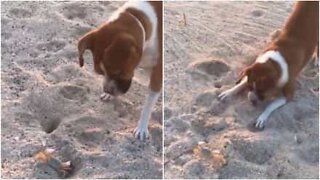 A comic encounter on a Mexican beach between a curious dog and a quick-thinking crab