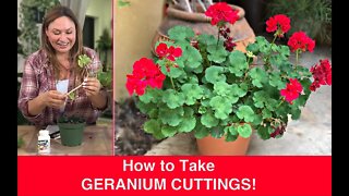 How to PROPAGATE GERANIUMS (Stem Cuttings) Ivy Geranium, Pelargonium🌿Shirley Bovshow
