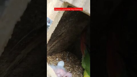 Pineapple conure with her babies l #shorts l #pineappleconure l @BikisAviary