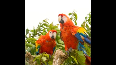 Beautiful macaw Pair love #Shorts #FunCinema