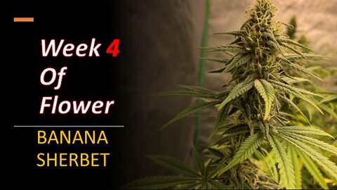 Week 4 flower of Banana Sherbet Topped