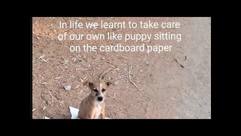 What Grown up puppy sitting on cardboard paper Can Teach You About Life,#Shorts,#puppy,#animal,#dog