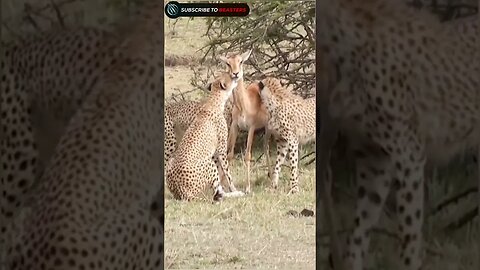 Three cheetah crunch baby Impala left from mother