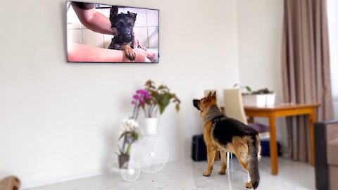 Shocked German Shepherd Recognises Himself On TV!