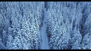 Vuelo sobre Bosque con Nieve - Úsalo Gratis