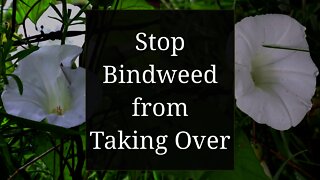 Stop Bindweed from Taking Over