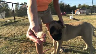 Bathing Grooming your bullmastiff #bullmastiff #puppytraining