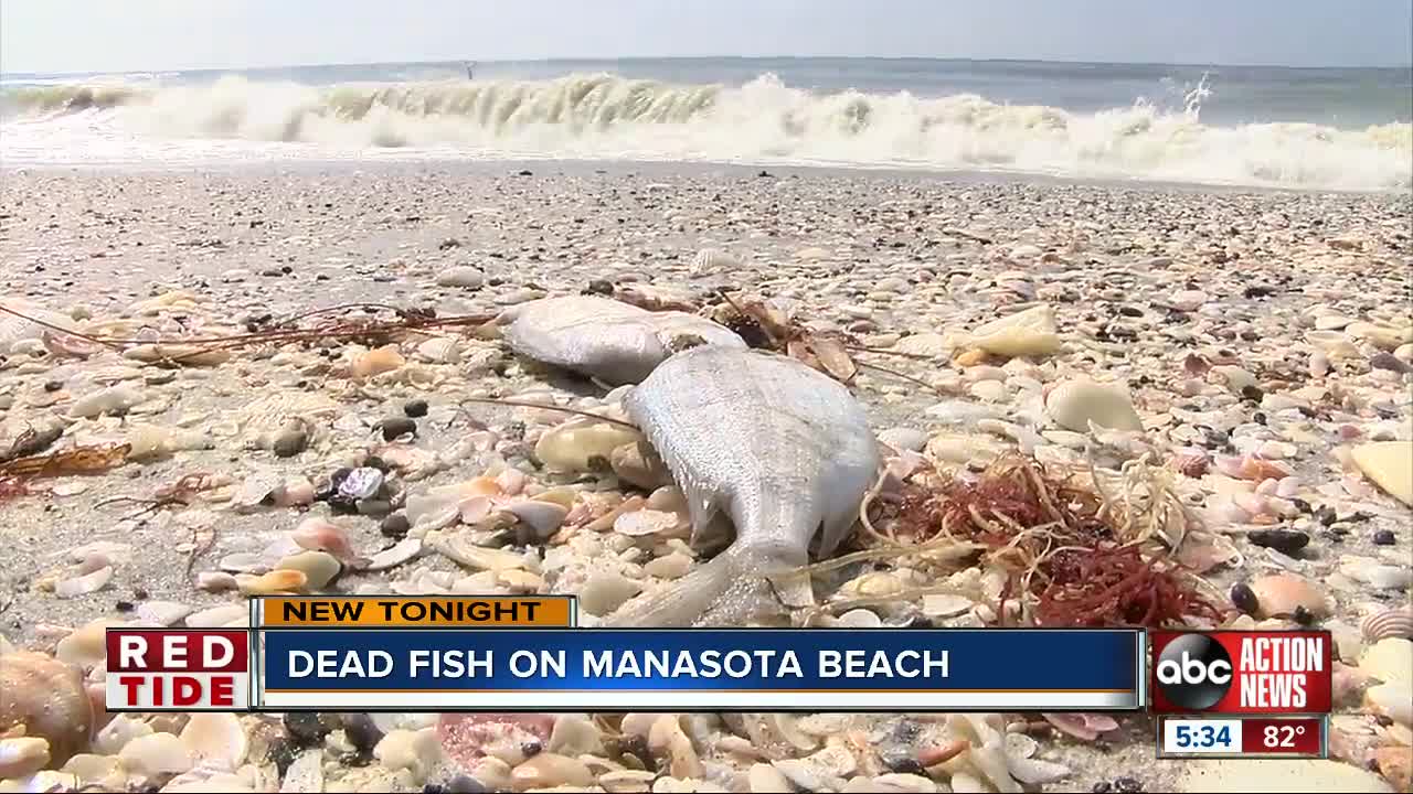 Tracking red tide's impact on Manasota Beach