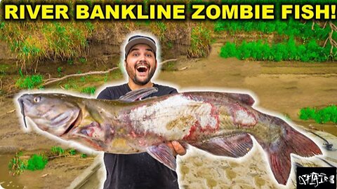 I caught a ZOMBIE CATFISH at the river on a Bank line (Catch, clean, and cook)