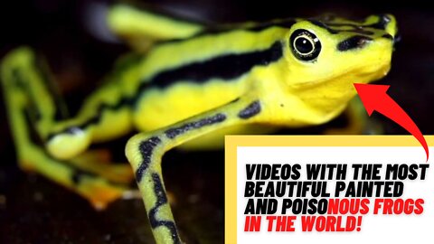 MOST BEAUTIFUL PAINTED AND POISONOUS FROGS IN THE WORLD!