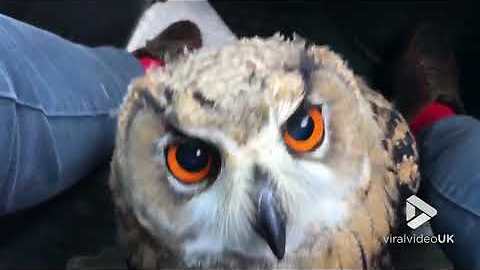 Just a cute owl cruising in the front seat