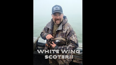 Mixed bag layout hunt on Lake Erie! White Wing Scoter killed!