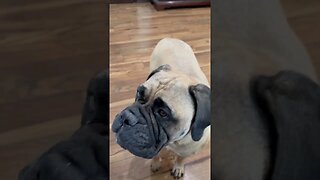 My dog loves Blue berries ! LonelyCreek bullmastiff #PuppyLove #BullmastiffPuppy