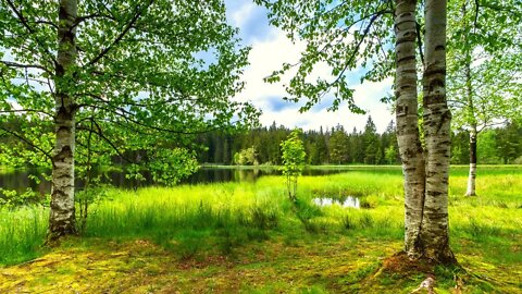 RELAXING FOREST SOUNDS - Birds Singing and Wind Sounds in Leaves 🍀 NATURE OF RUSSIA 🍀