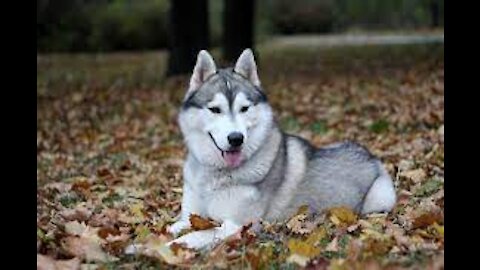 Pets Cute FunnyDog Husky