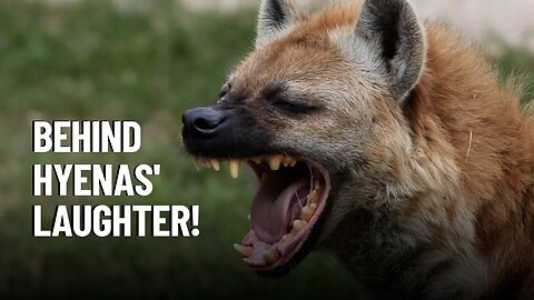 Why Do Hyenas Laugh?