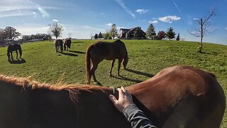 Bareback Cajun Horse Ride 😲🐎